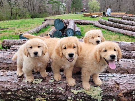 Golden retriever puppies georgia - Home. We are located in the beautiful North GA Mountains, about an hours drive from Atlanta, Georgia. I am a small breeder of Golden Retrievers .We specialize in quality, not quantity. We are proud members of the Atlanta Golden Retriever Club and the Golden Retriever Club of America, . Our dogs live in our home and are part of our family. 